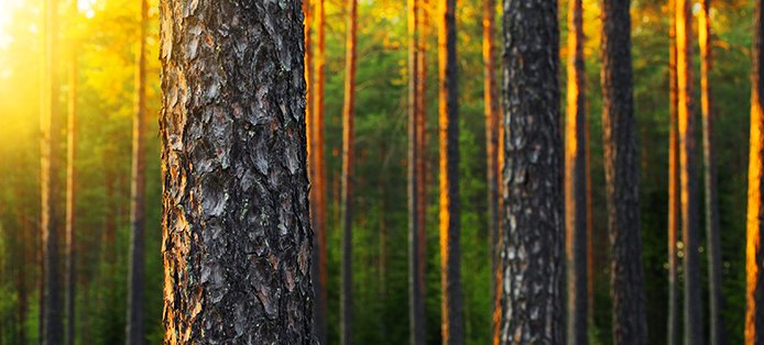 Baustoff der Zukunft: Holz picture ean50 GmbH